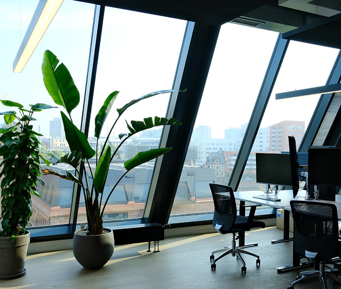 Open-plan office with desks along slanted floor-to-ceiling windows and two large potted plants, including a bird of paradise, standing on the wooden floor