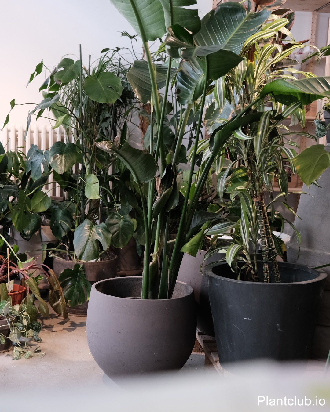 Large plants in concrete pots